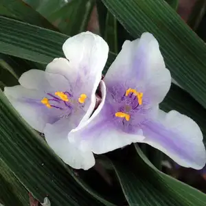 Picture - Plantipp BV