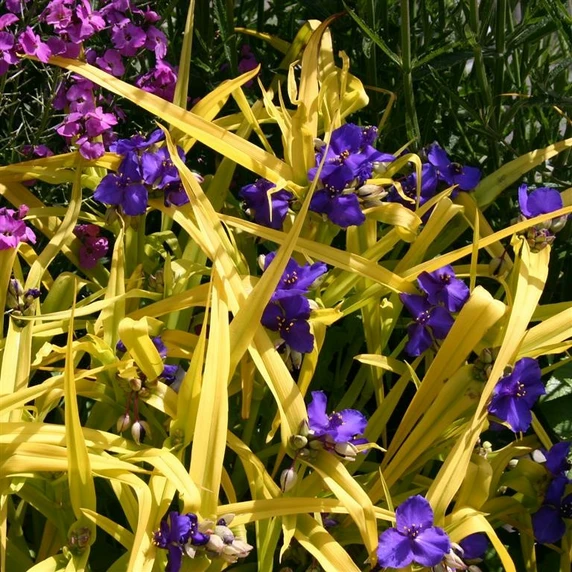 Image Credit: Kernock Park Plants Ltd.