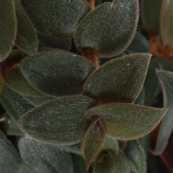 Tradescantia sillamontana 'Brown Hill'
