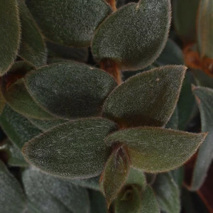 Tradescantia sillamontana 'Brown Hill'