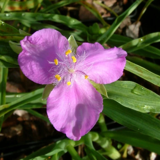 Image Credit - Tradescantia Hub