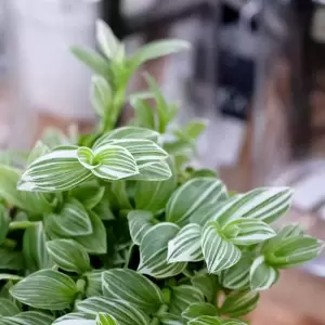 Tradescantia fluminensis 5.5cm