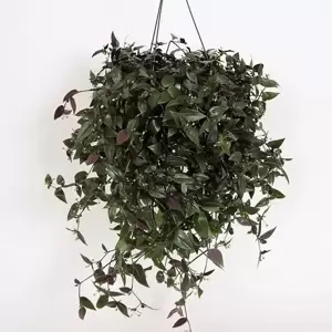 Tradescantia 'Green Hill' - image 2