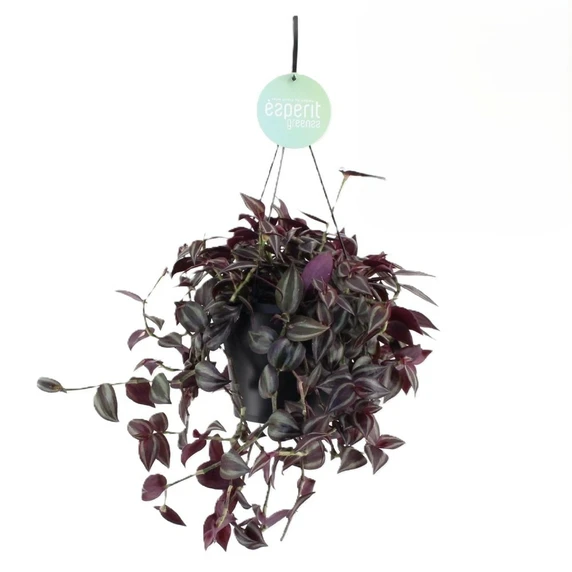 Tradescantia 'Jewel Red'