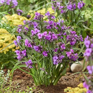 Picture - Plantipp BV