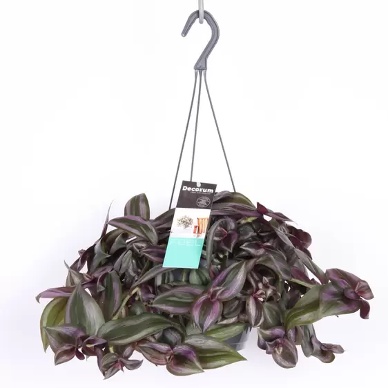 Tradescantia 'Little Hill'