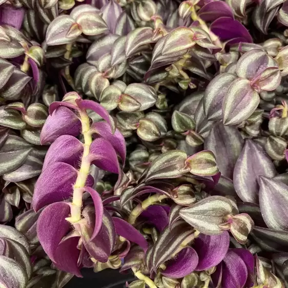 Tradescantia 'Pink Paradise' 12cm - image 1