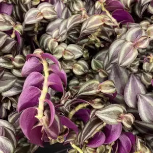 Tradescantia 'Pink Paradise' 7cm - image 1