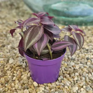 Tradescantia 'Purple Passion' 7cm