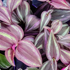 Tradescantia 'Purple Passion' - image 2