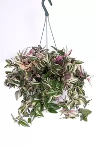 Tradescantia fluminensis 'Quadricolor' 17cm Hanging Pot - image 2