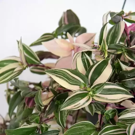 Tradescantia fluminensis 'Quadricolor' 12cm