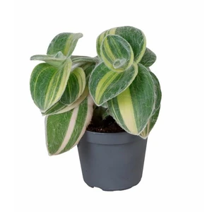 Tradescantia sillamontana variegata 6cm