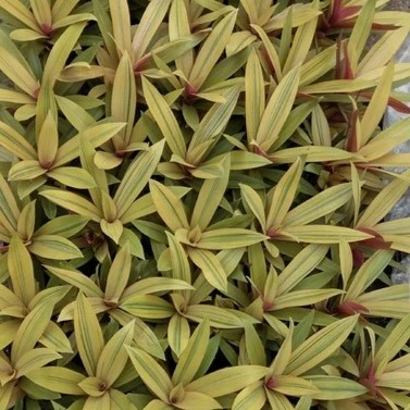 Tradescantia spathacea 'Sitara Gold' - image 2