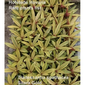 Tradescantia spathacea 'Sitara Gold' - image 1