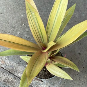 Tradescantia spathacea 'Sitara Gold' - image 2