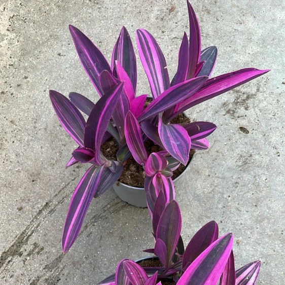 Tradescantia spathacea 'Sitara Pink'
