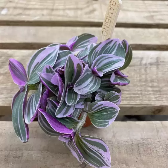 Tradescantia 'Sweetness' 6cm - image 1