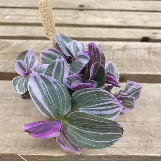 Tradescantia 'Sweetness' 6cm - image 2