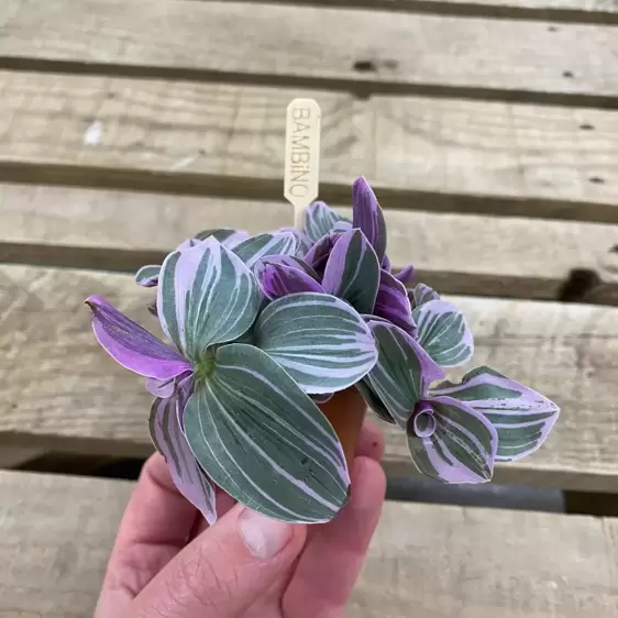 Tradescantia 'Sweetness' 5.5cm - image 3