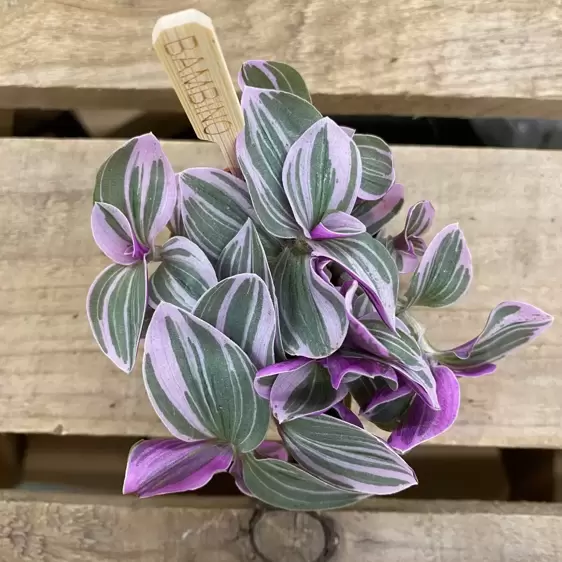 Tradescantia 'Sweetness' 5.5cm - image 4