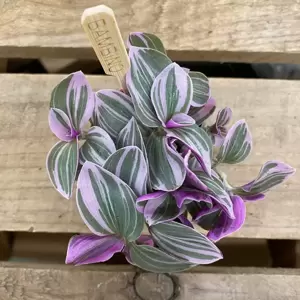Tradescantia 'Sweetness' 5.5cm - image 4