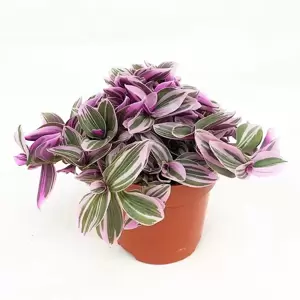 Tradescantia 'Sweetness' 10.5cm