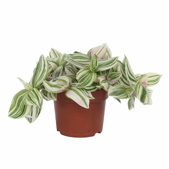 Tradescantia 'Unicorn' 12cm - image 2