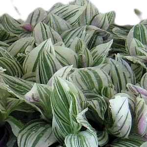 Tradescantia 'Unicorn'