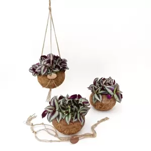 Tradescantia zebrina - Kokodama - image 3