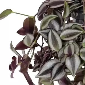 Tradescantia zebrina 'Purpusii' - image 2