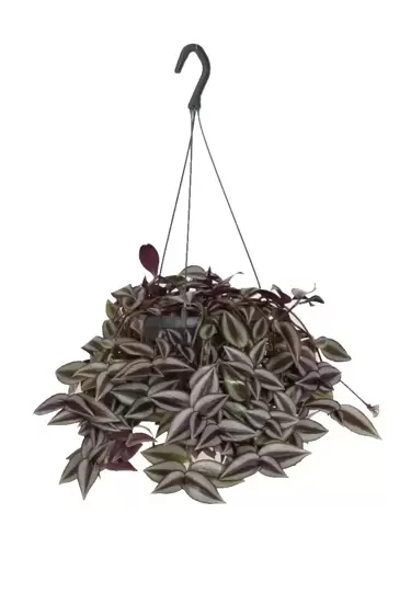 Tradescantia zebrina 'Purpusii' - image 1