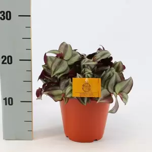 Tradescantia zebrina - Silver Sicilian 15cm - image 3