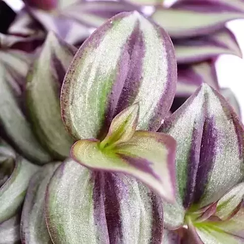 Tradescantia zebrina - Silver Sicilian 15cm - image 1