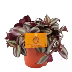 Tradescantia zebrina - Silver Sicilian 15cm - image 2
