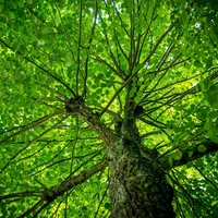 Trees