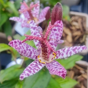 Tricyrtis formosana 'Stolonifera Group' - image 1