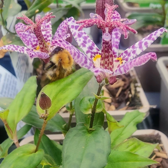 Tricyrtis formosana 'Stolonifera Group' - image 2