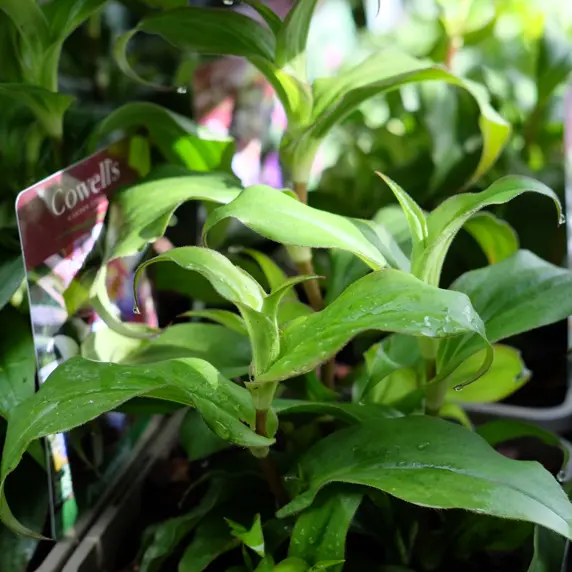 Tricyrtis 'Tojen' 1L - image 2