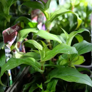 Tricyrtis 'Tojen' 1L - image 2