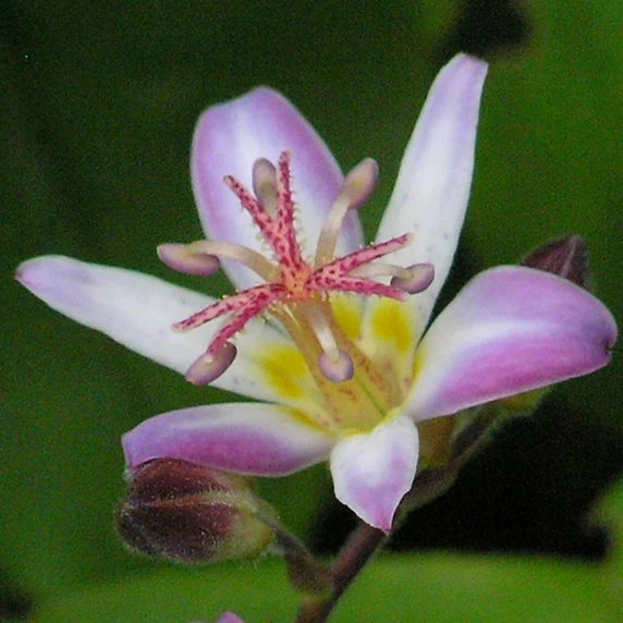 Photo Credit: Susan Martin