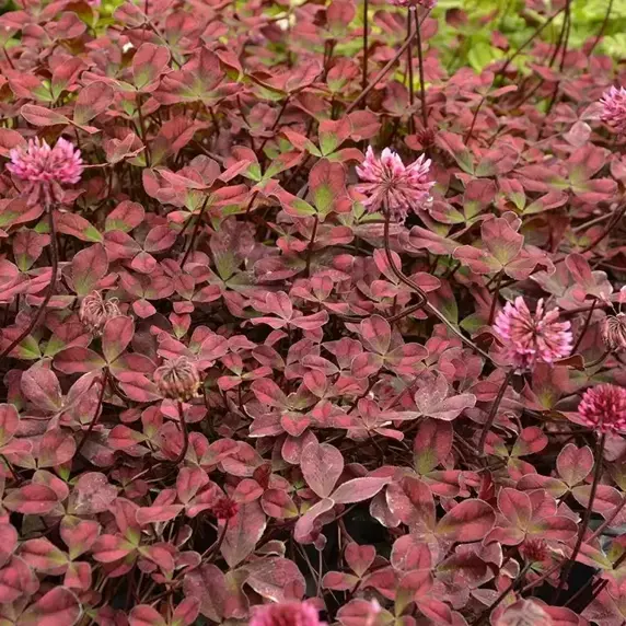 Trifolium 'Angel Clover Beauty' 1L