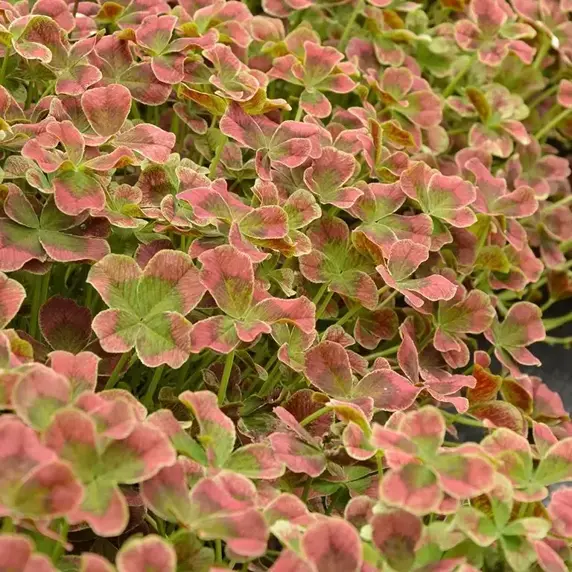 Trifolium Angel Clover 'Chocolate' 1L
