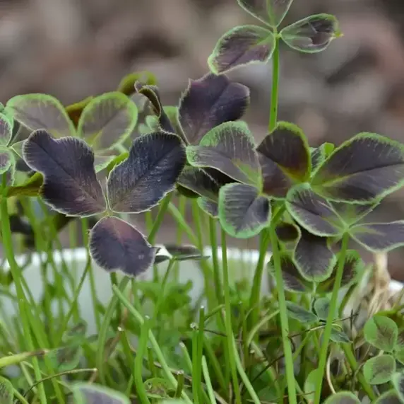 Trifolium 'Angel Clover Onyx' 1L