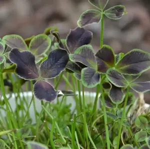 Trifolium 'Angel Clover Onyx' 1L