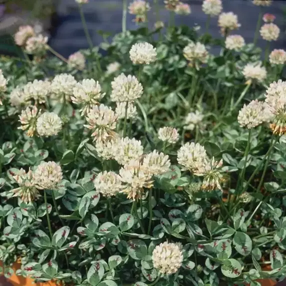 Trifolium repens 'Dragon's Blood' - image 2