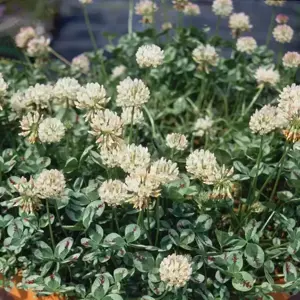 Trifolium repens 'Dragon's Blood' - image 2