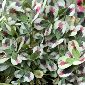 Trifolium repens 'Dragon's Blood' - image 1