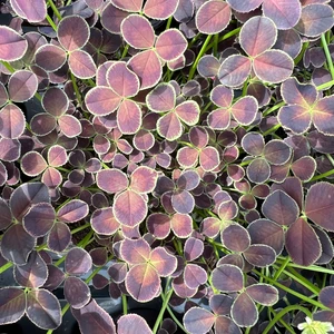 Trifolium Limerick 'Dark Debbie'