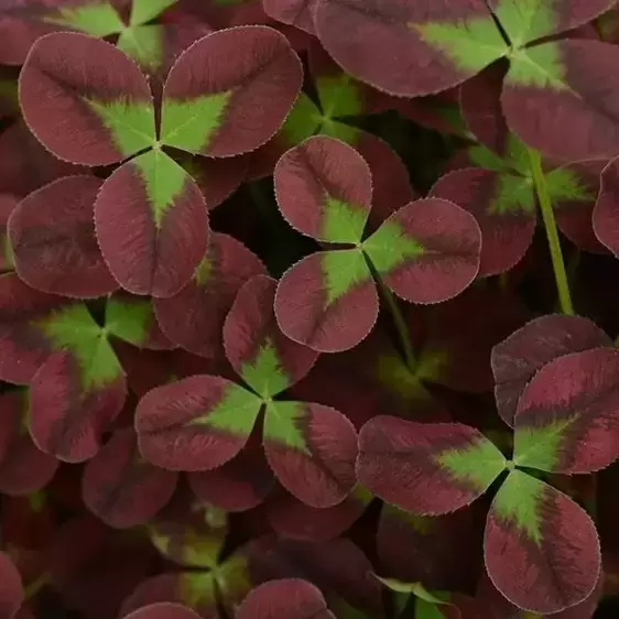 Trifolium Limerick 'Isabella'